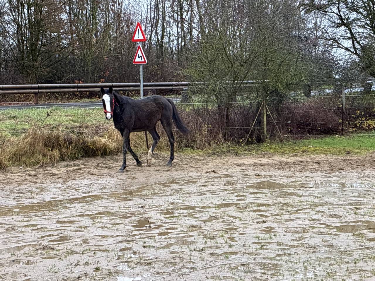 Mare Irish Half Blood For sale 2019 Bay