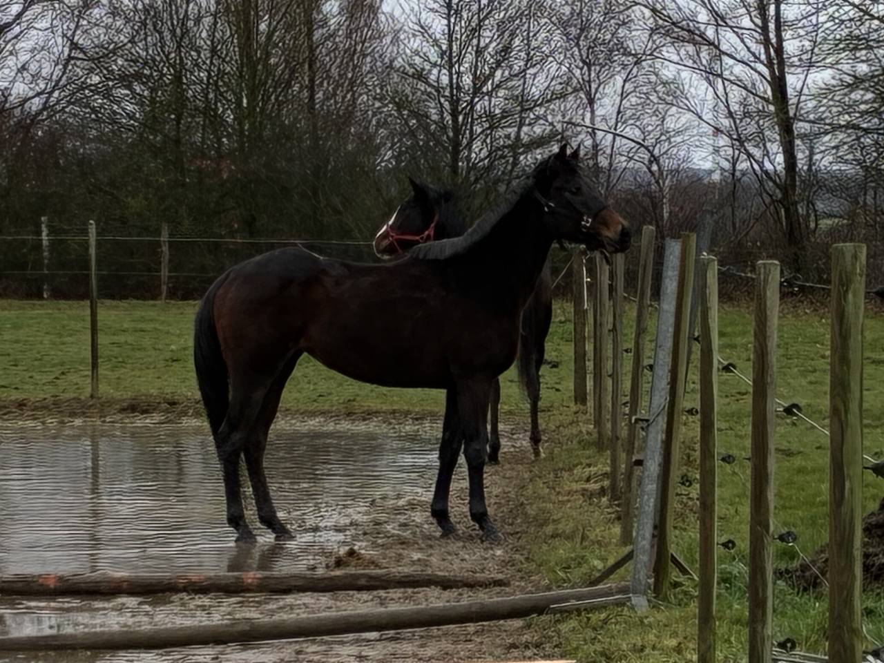 Mare Thoroughbred For sale 2020 Bay
