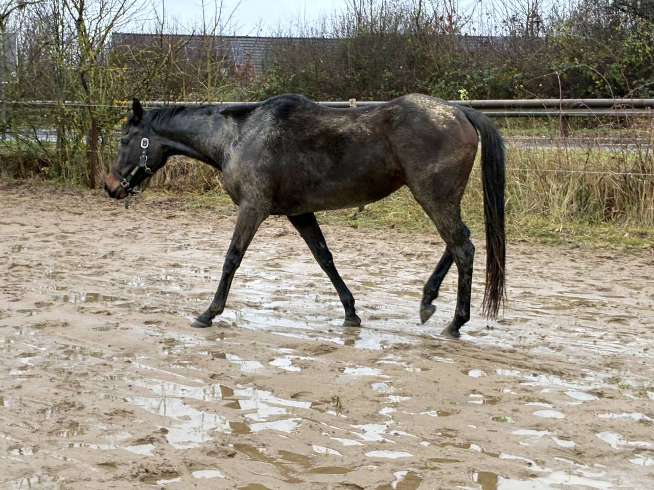 Mare Thoroughbred For sale 2020 Bay