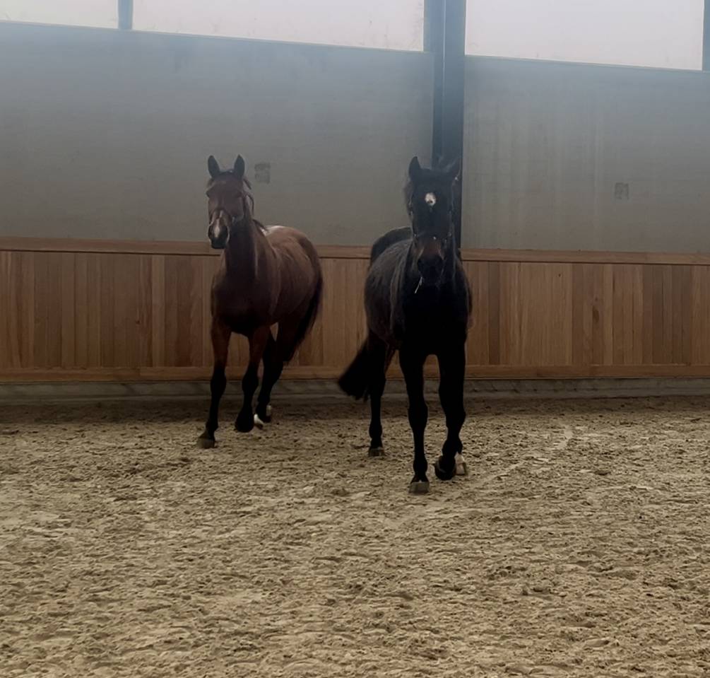 Mare AES Anglo European Studbook For sale 2015 Bay