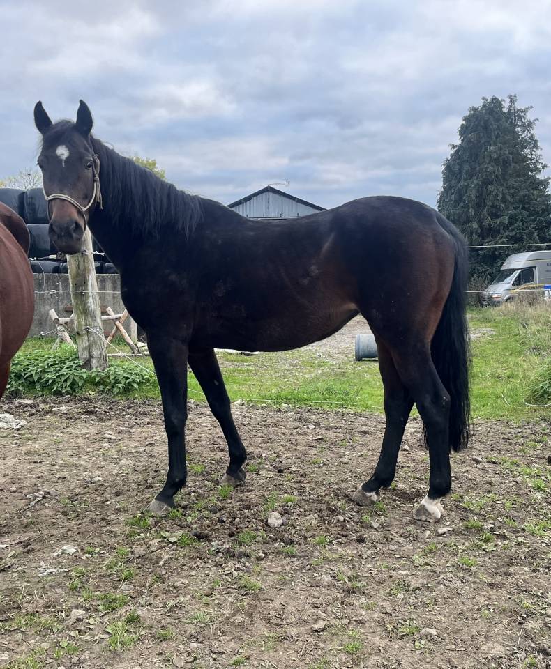 Mare AES Anglo European Studbook For sale 2015 Bay