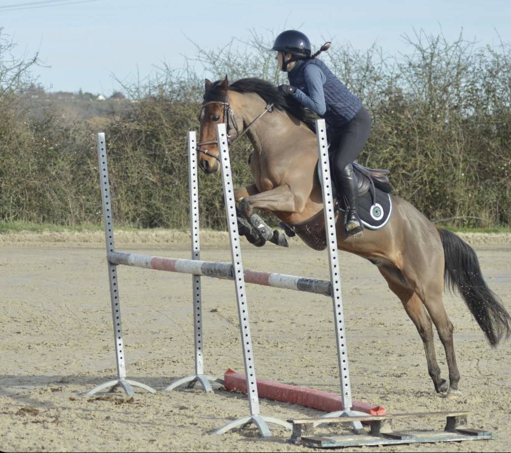 Gelding New Forest Part-Livery 2011 Bay