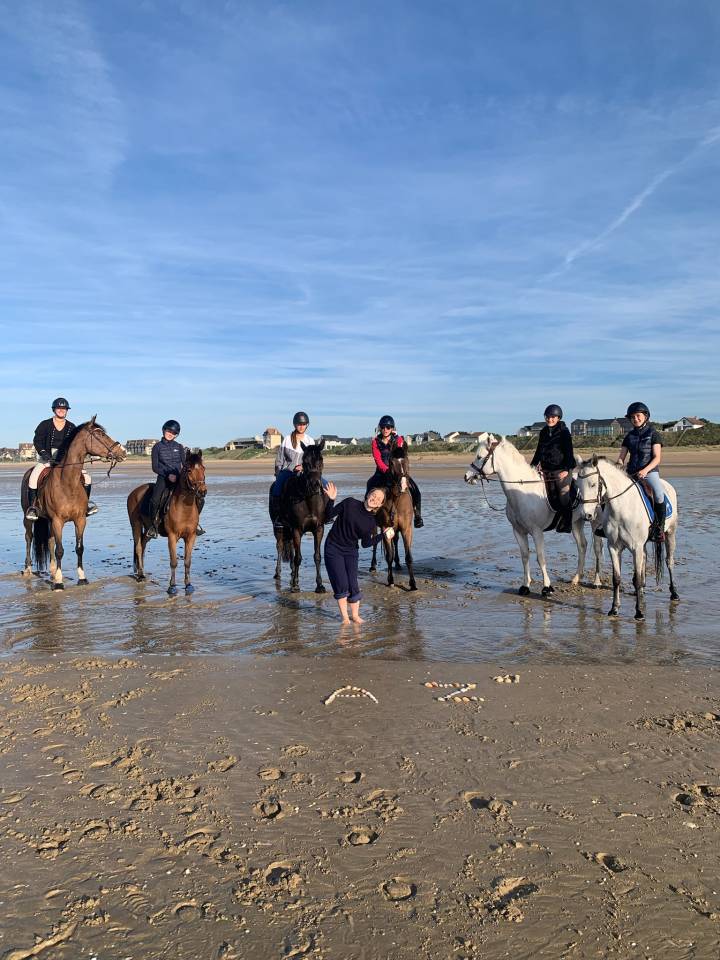 Gelding New Forest Part-Livery 2011 Bay