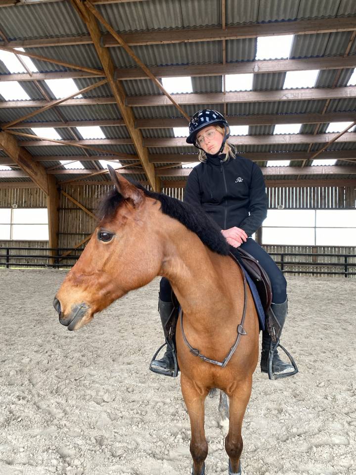 Gelding New Forest Part-Livery 2011 Bay
