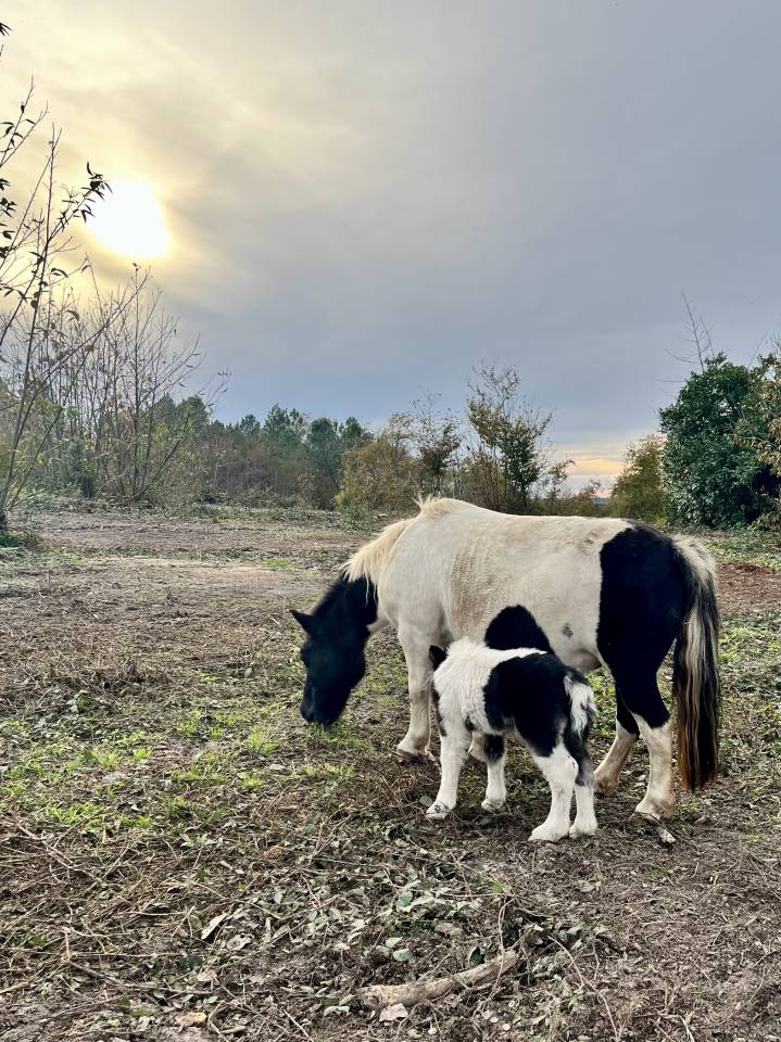 Colt Shetland Pony For sale 2025 Coloured