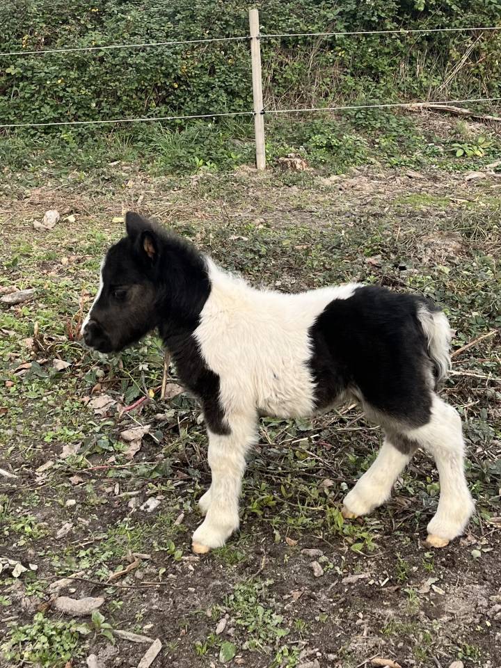 Colt Shetland Pony For sale 2025 Coloured