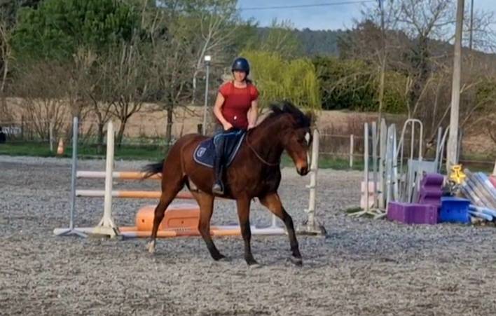 Gelding Selle Français For sale 2015 Bay