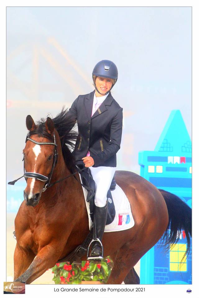 Gelding Selle Français For sale 2015 Bay