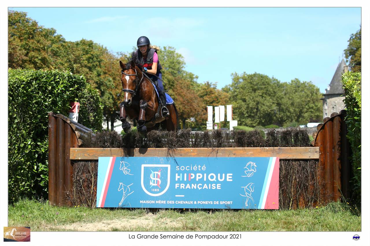 Gelding Selle Français For sale 2015 Bay