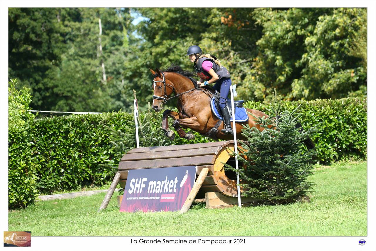 Gelding Selle Français For sale 2015 Bay