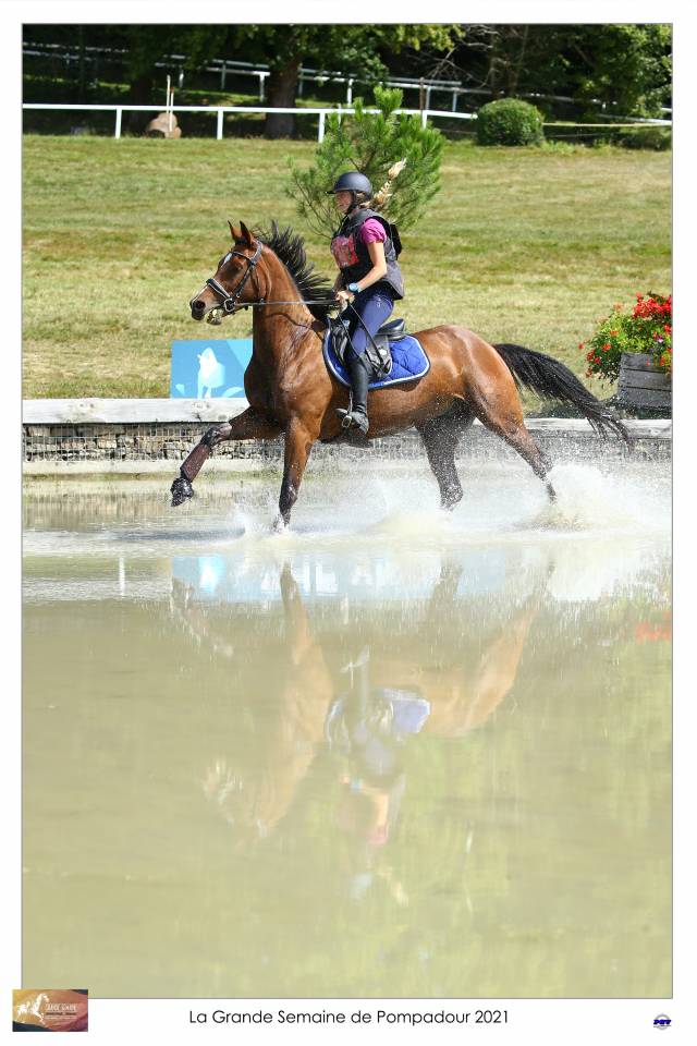 Gelding Selle Français For sale 2015 Bay