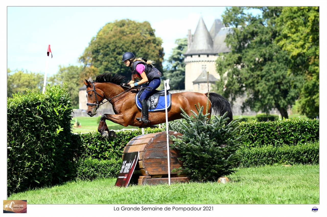 Gelding Selle Français For sale 2015 Bay