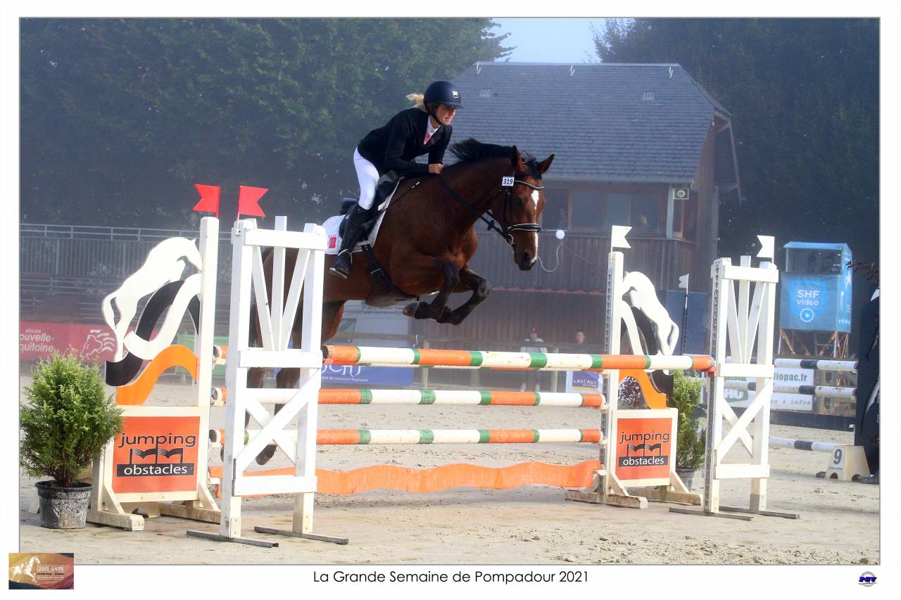 Gelding Selle Français For sale 2015 Bay