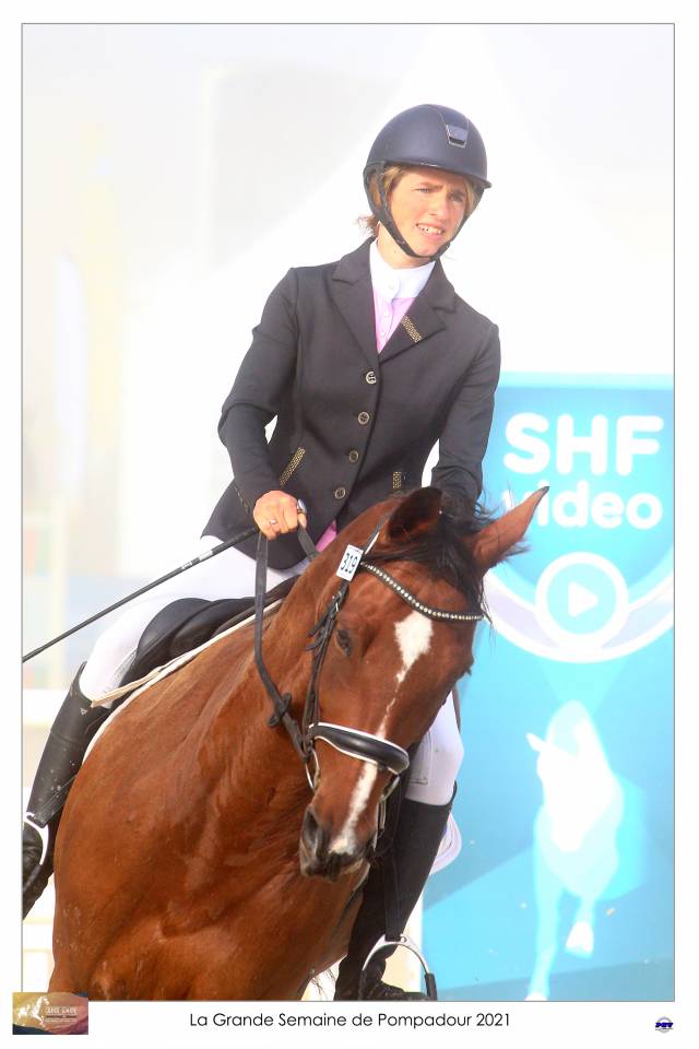 Gelding Selle Français For sale 2015 Bay