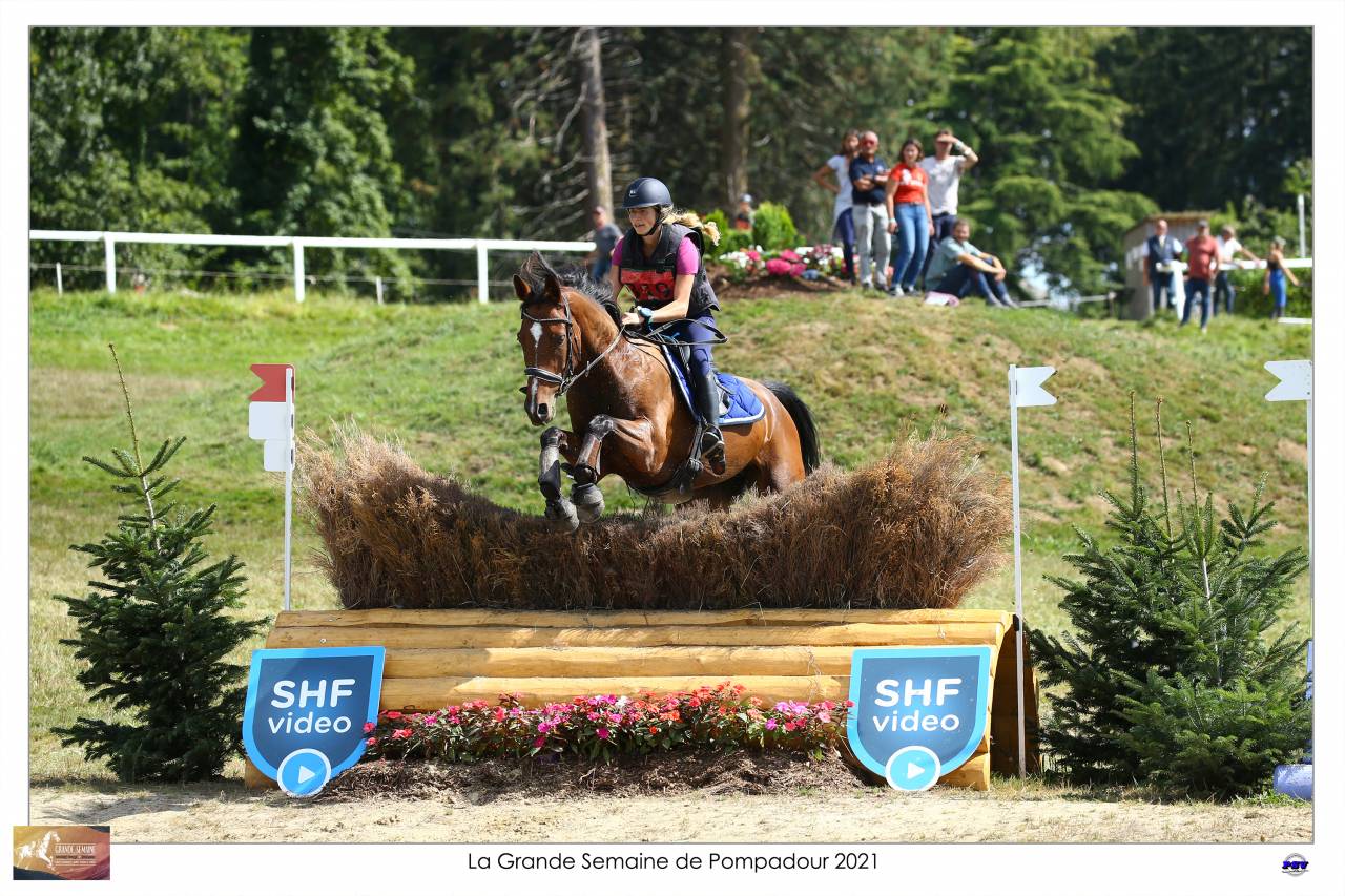 Gelding Selle Français For sale 2015 Bay