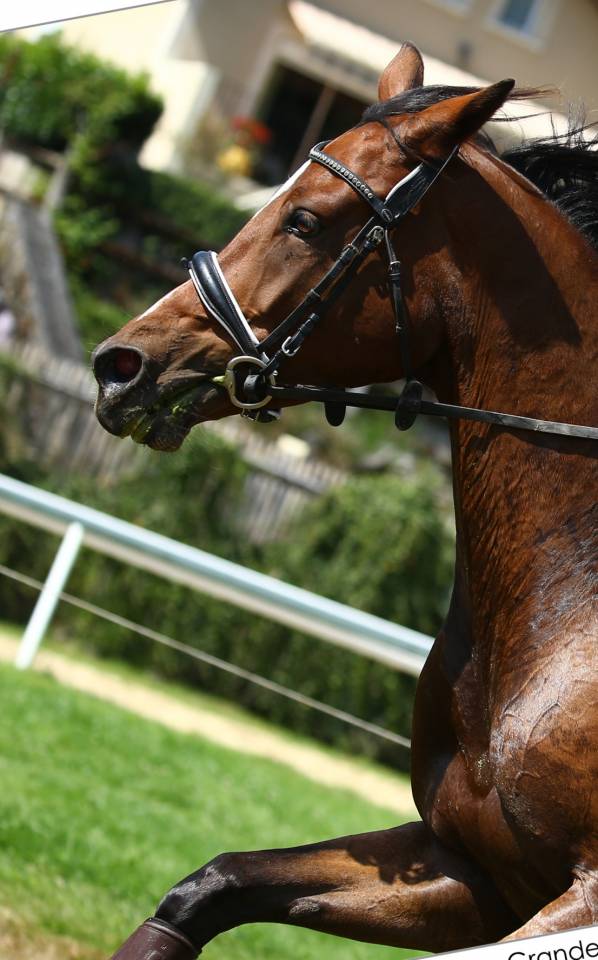 Gelding Selle Français For sale 2015 Bay