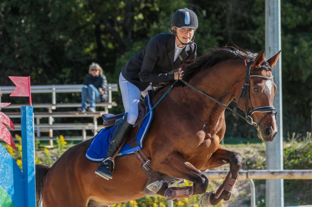 Gelding Selle Français For sale 2015 Bay