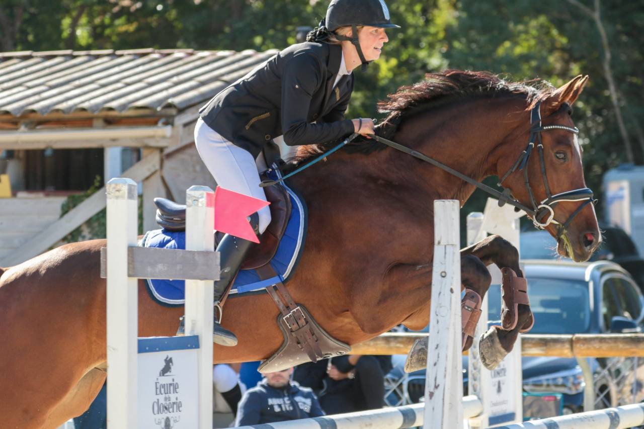 Gelding Selle Français For sale 2015 Bay