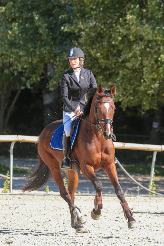 Gelding Selle Français For sale 2015 Bay