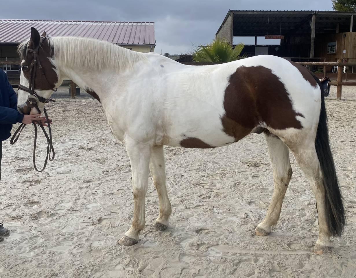 Gelding Origin Recorded For sale 2012 Coloured