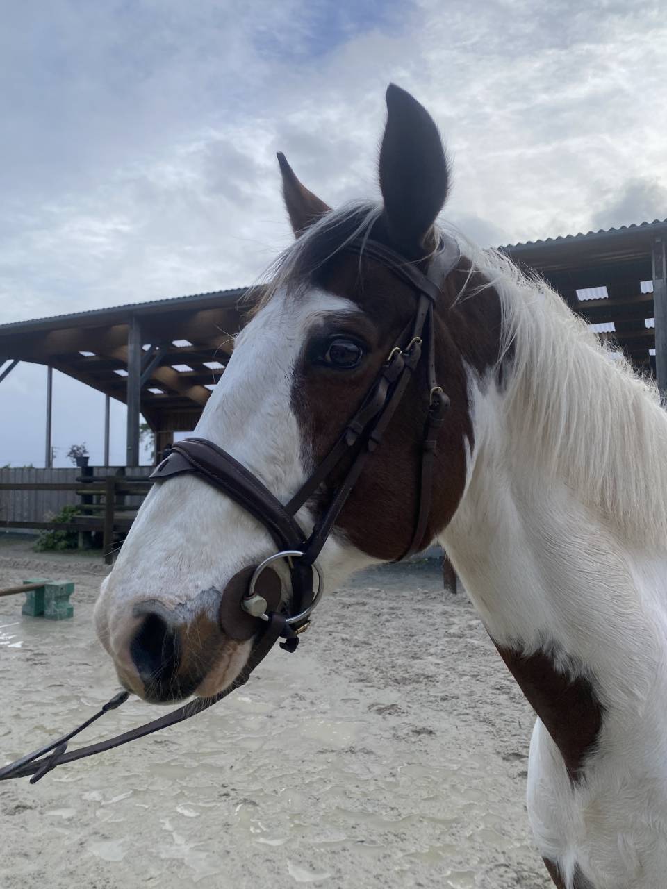 Gelding Origin Recorded For sale 2012 Coloured