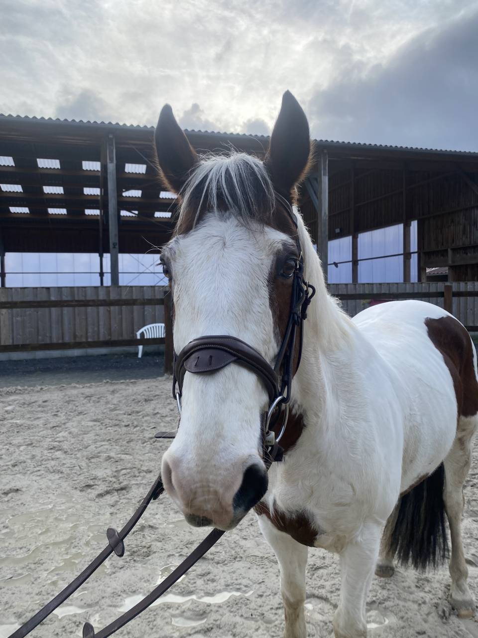 Gelding Origin Recorded For sale 2012 Coloured