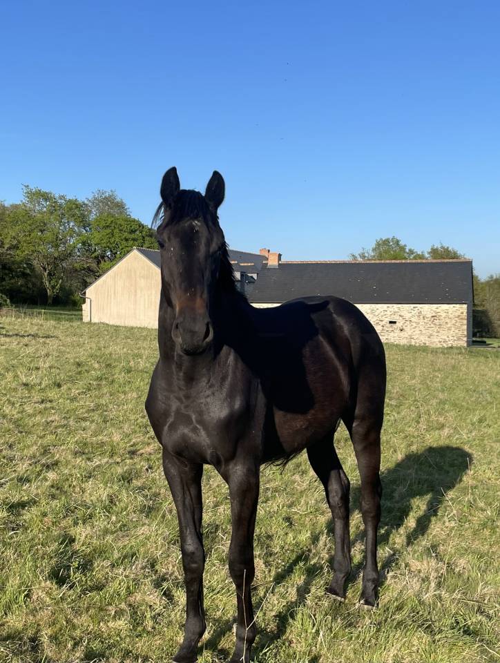 Mare Selle Français For sale 2023 Dark Bay