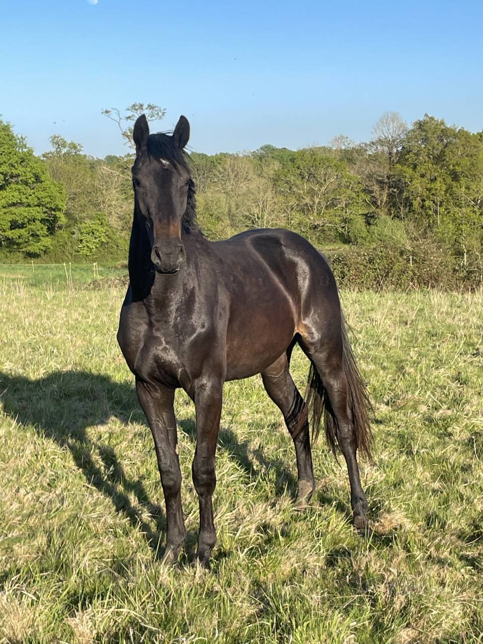 Mare Selle Français For sale 2023 Dark Bay