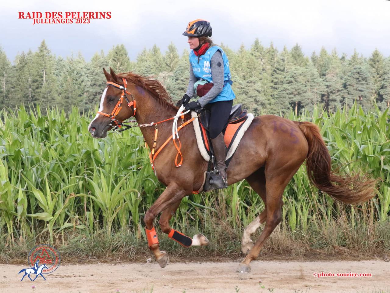 Mare Arabian For sale 2016 Chesnut