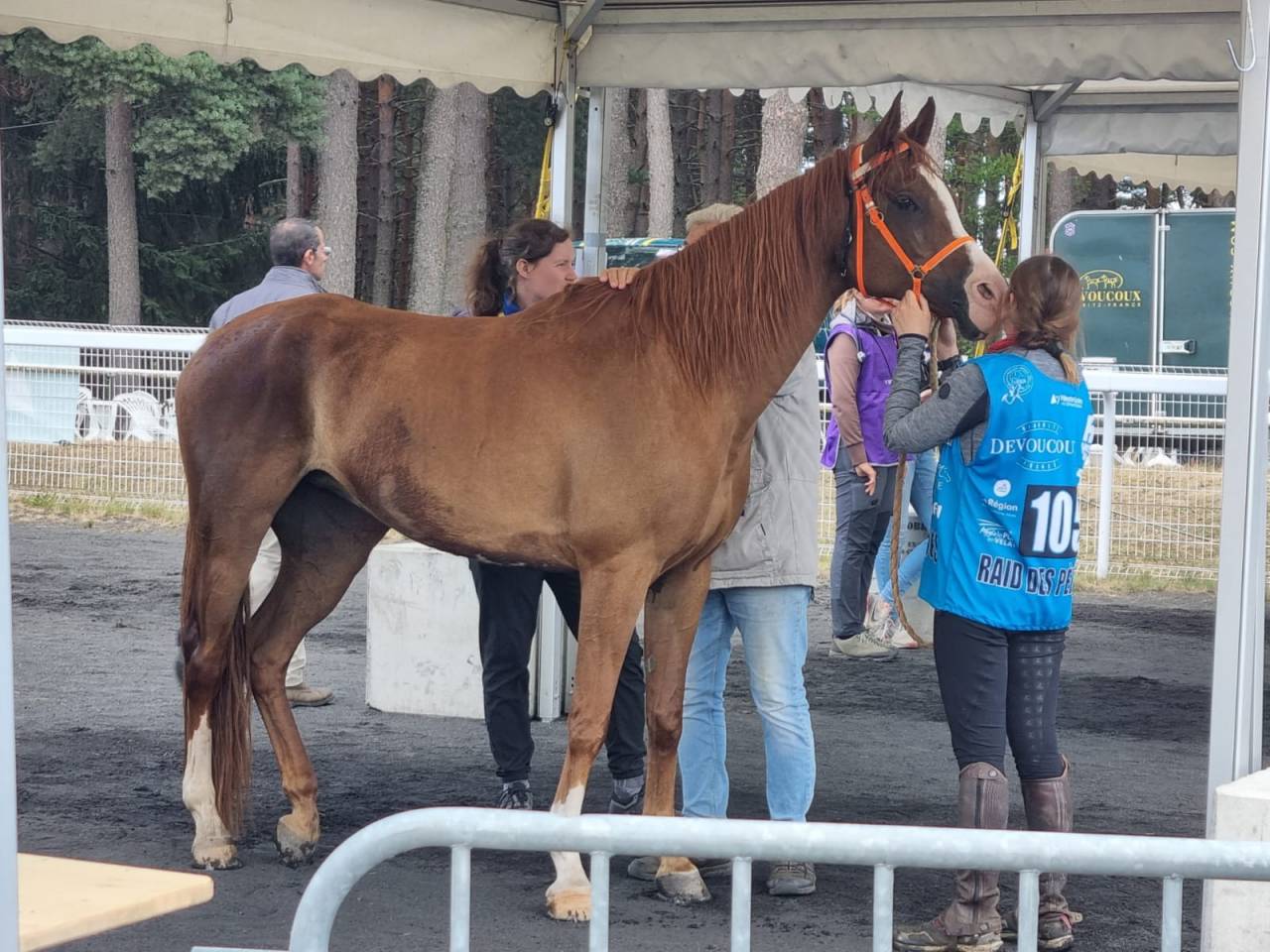 Mare Arabian For sale 2016 Chesnut