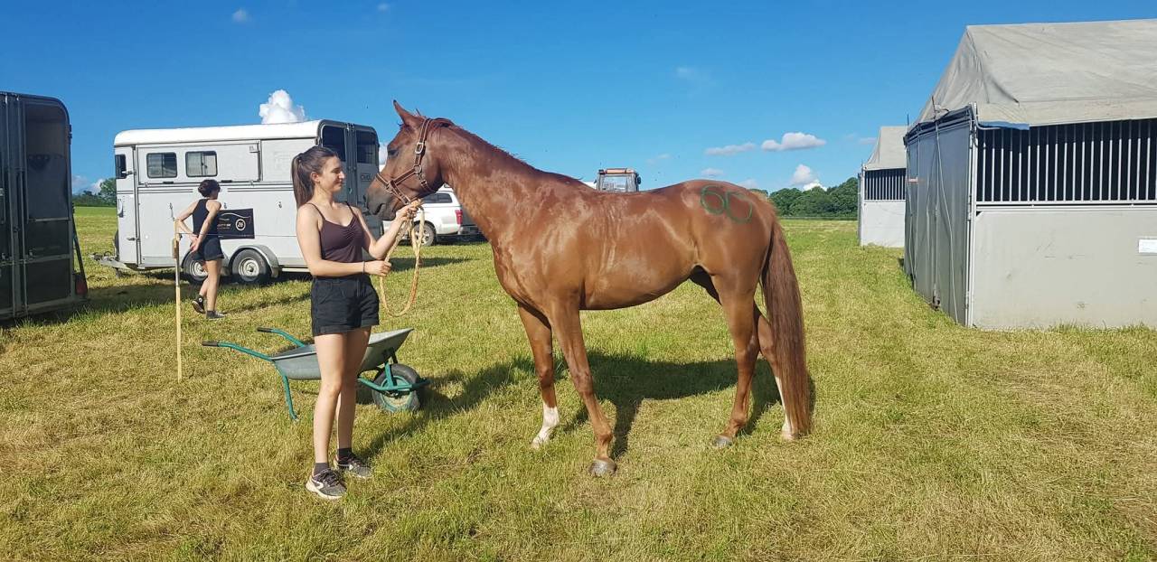 Mare Arabian For sale 2016 Chesnut