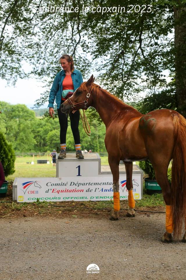 Mare Arabian For sale 2016 Chesnut