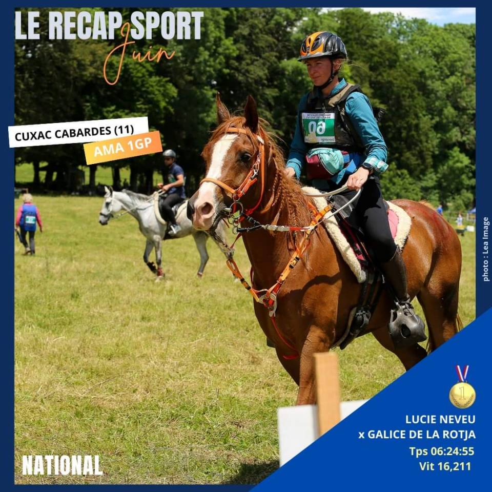 Mare Arabian For sale 2016 Chesnut