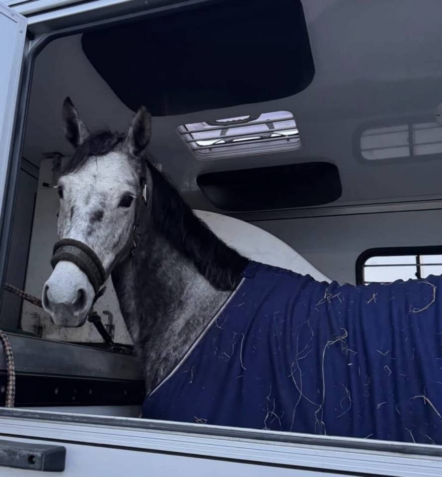 Mare Zangersheide For sale 2000 Grey