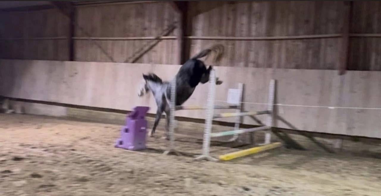 Mare Zangersheide For sale 2000 Grey