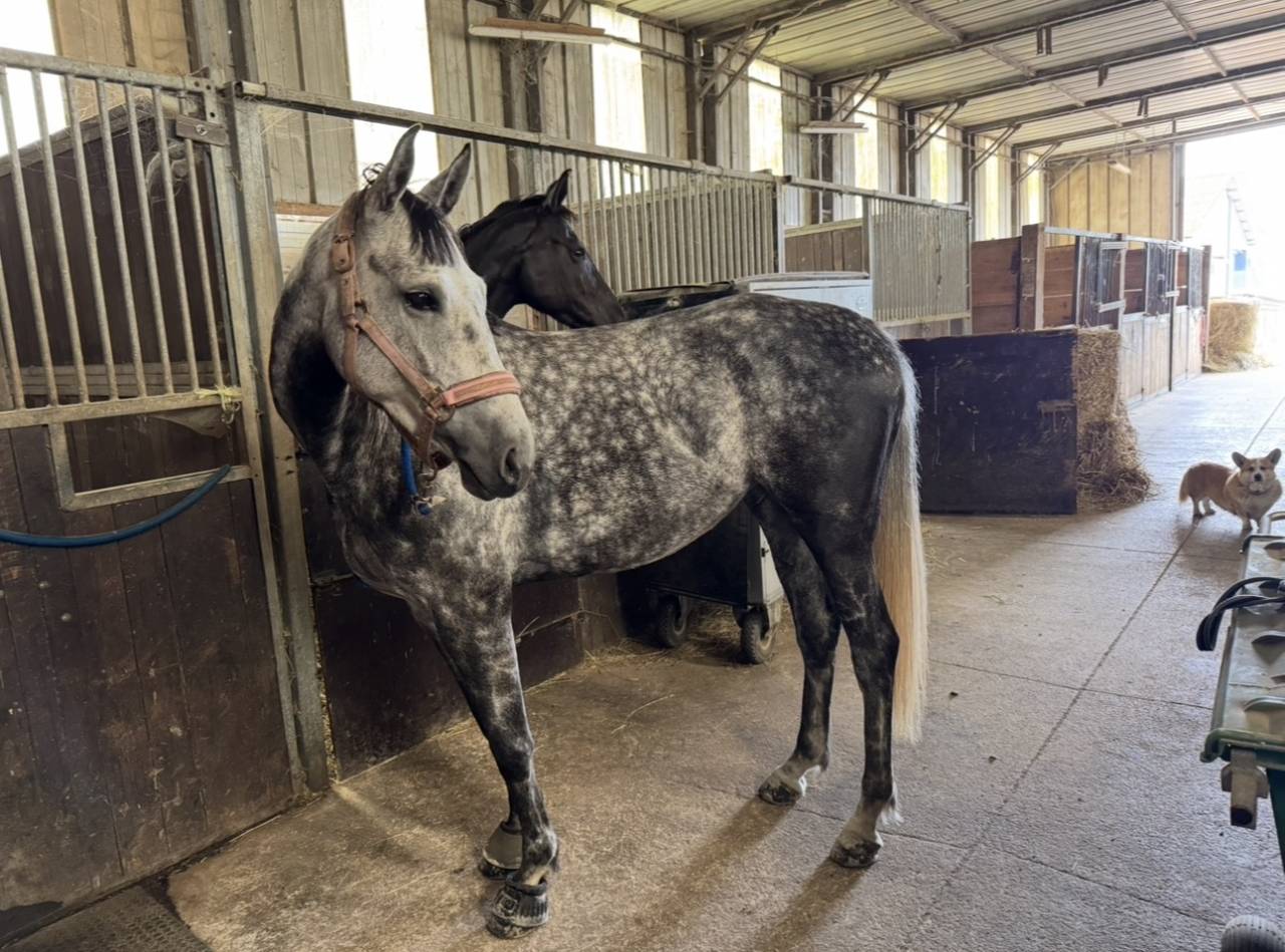 Mare Zangersheide For sale 2000 Grey