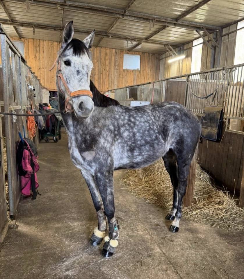 Mare Zangersheide For sale 2000 Grey