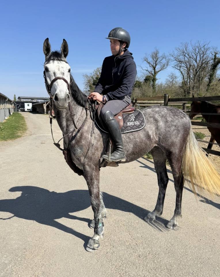 Mare Zangersheide For sale 2000 Grey