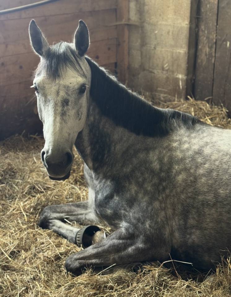 Mare Zangersheide For sale 2000 Grey