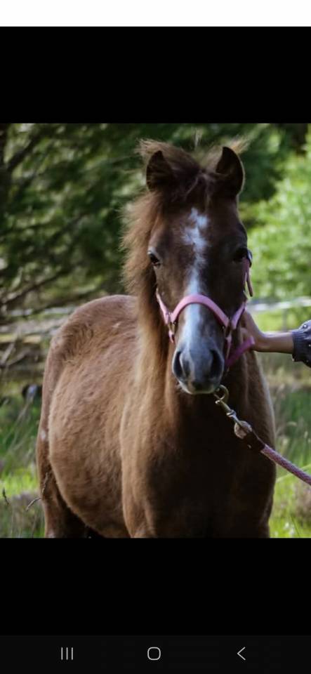 Entire French Saddle Pony For sale 2024 Grey
