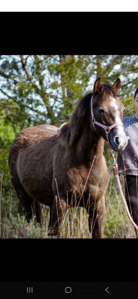 Entire French Saddle Pony For sale 2024 Grey