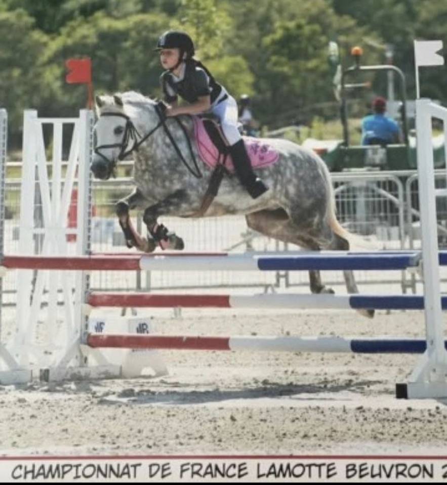 Entire French Saddle Pony For sale 2024 Grey