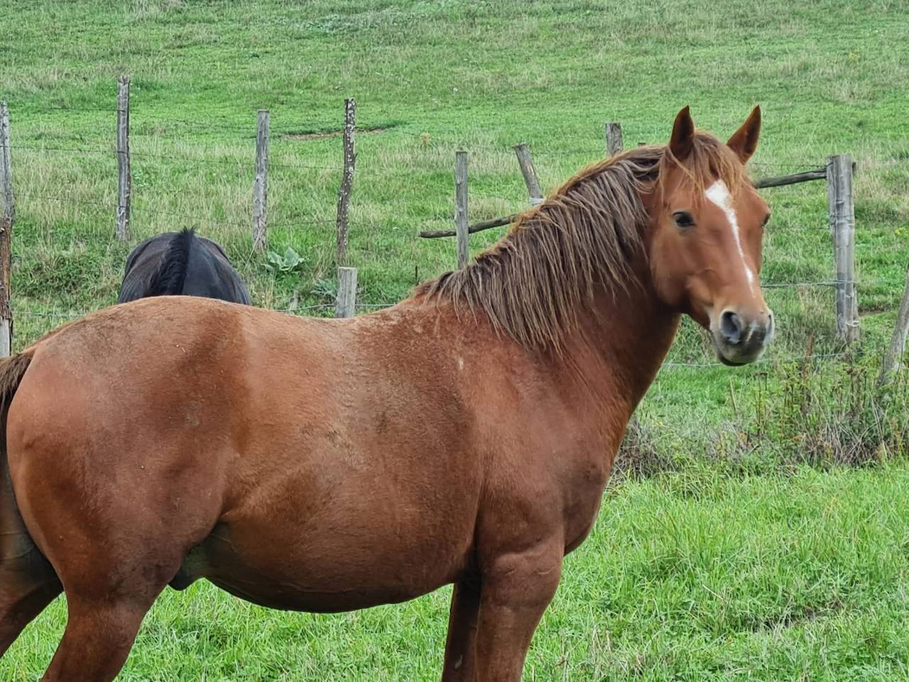Entire French Saddle Pony For sale 2024 Grey
