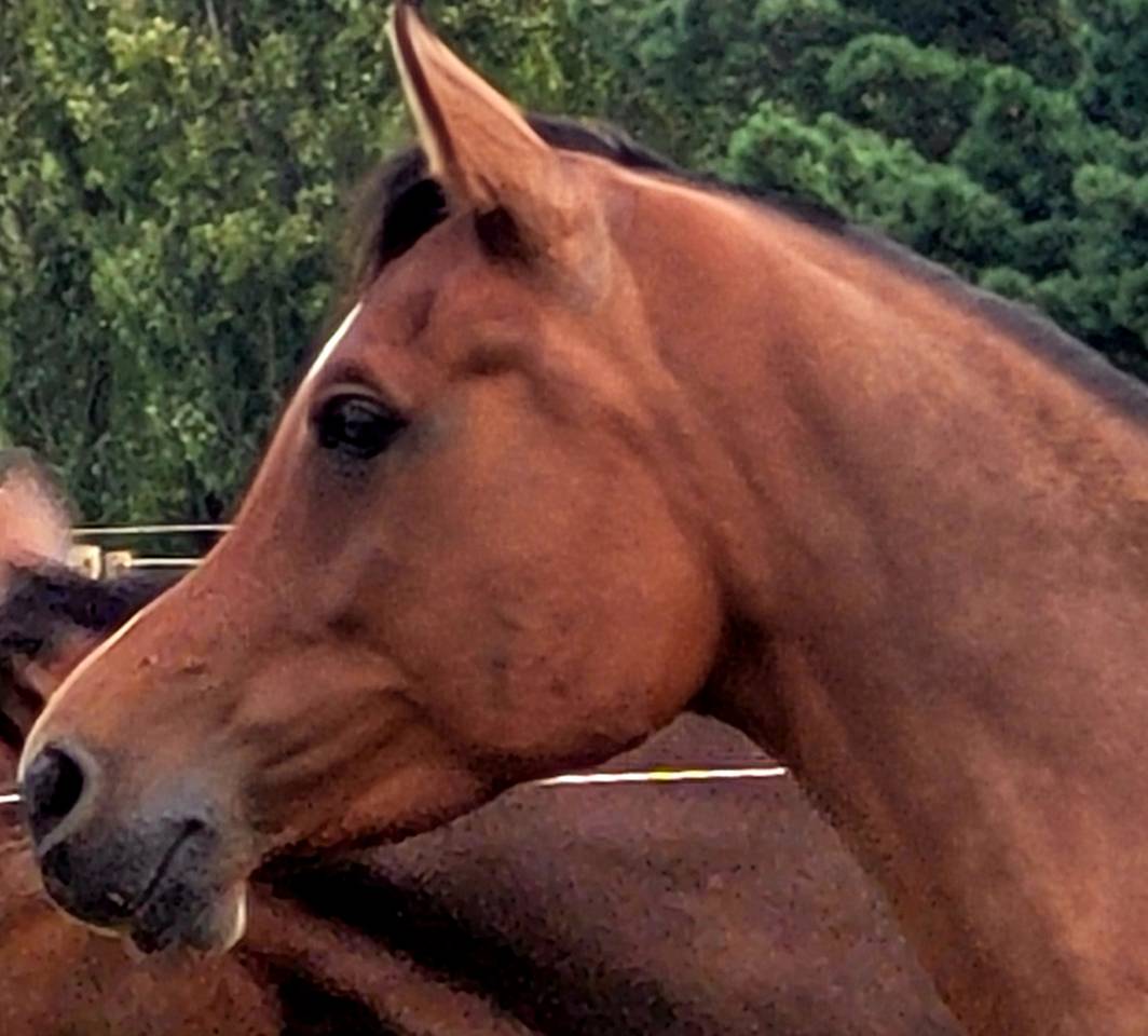Gelding Arabian Thoroughbred For sale 2020 Bay