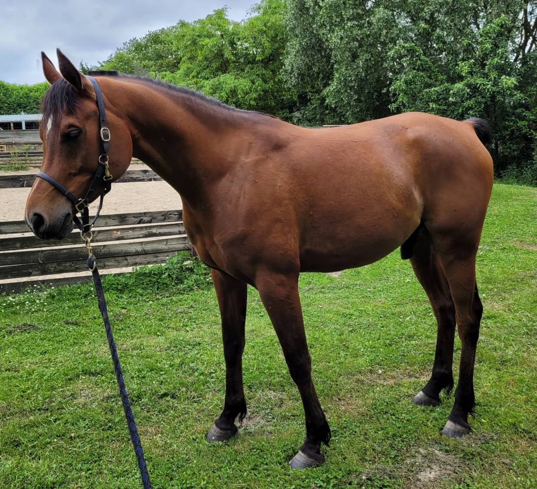 Gelding Arabian Thoroughbred For sale 2020 Bay