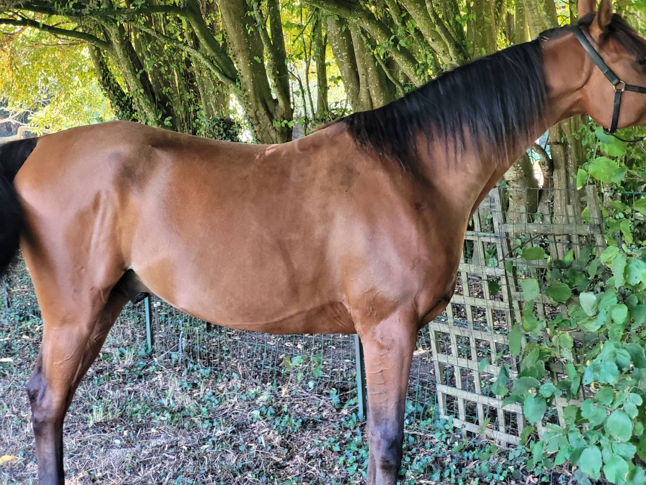 Gelding Arabian Thoroughbred For sale 2020 Bay