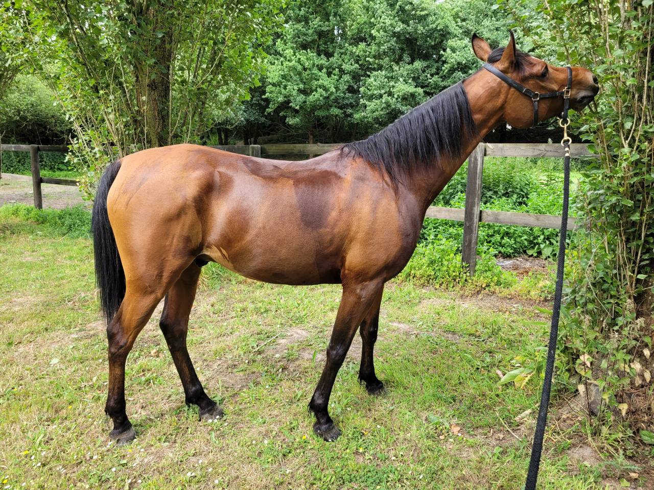 Gelding Arabian Thoroughbred For sale 2020 Bay