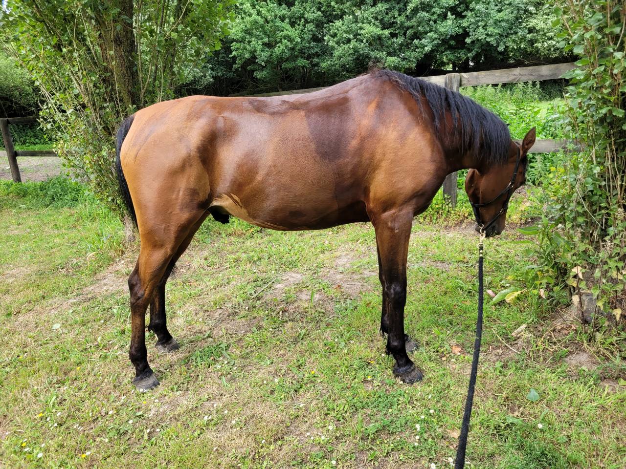 Gelding Arabian Thoroughbred For sale 2020 Bay