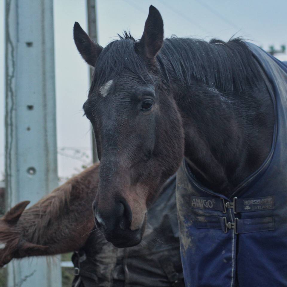 Gelding AQPS Part-Livery 2021 Dark Bay