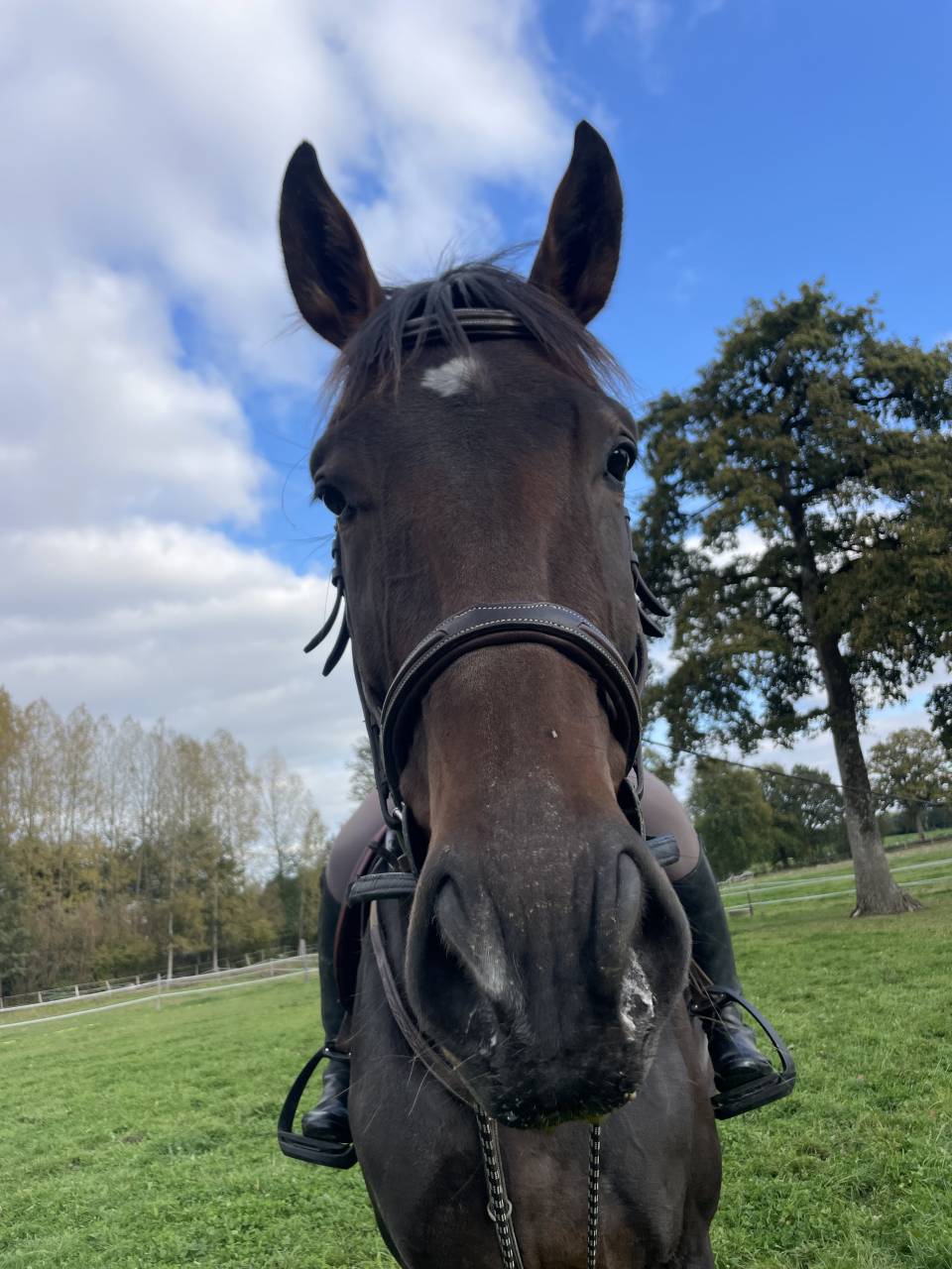 Gelding AQPS Part-Livery 2021 Dark Bay
